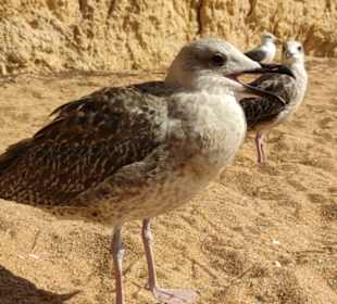 Praia de Nossa Senhora da Rocha