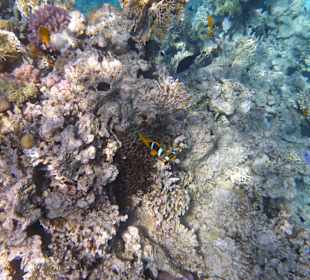 Hausriff, noch recht gut intakt