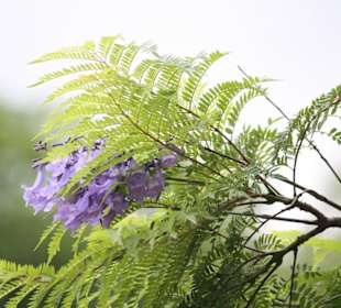 Bluemnvielfalt in Gärten der Altstdat