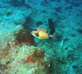 Unterwasserwelt Sosua Divecenter Merlin