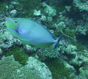 Fisch