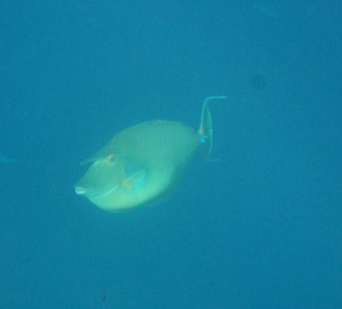 Kurznasendoktorfisch