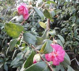 Flora