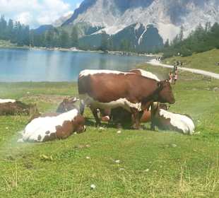 Kühe am Seebensee  - Tirol