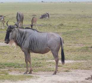 Gnu