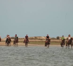 Ausritt mit Kamel und Pferd zur blauen Lagune
