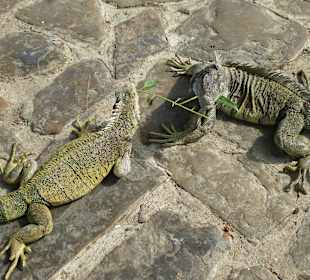Leguane im Park vor der Kathetrale