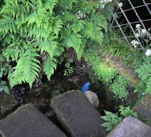 Wanderung Klosterquelle Klosterreichenbach
