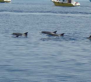Delfine vor Hurghada