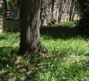 Rosengarten Nördlingen