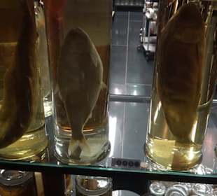 Museum der Naturkunde