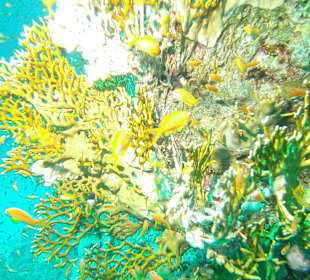 Wunderschöne Korallen