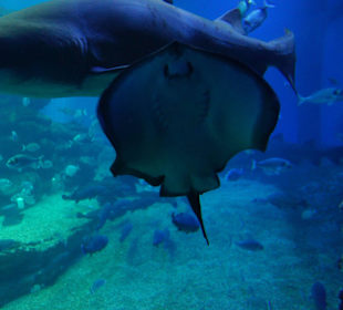 Fütterungszeit im riesiegen Aquarium