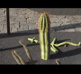 Kakteen so weit man sehen kann