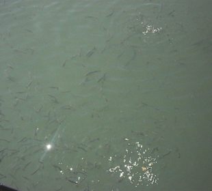 Kleiner Fluß zum Hafen