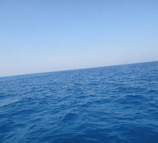 Delphinschwimmen mit Delfine & Meer Hurghada