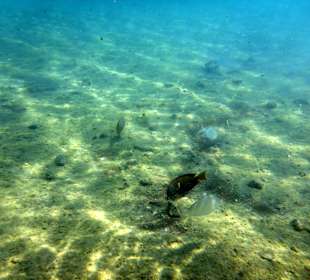 Schnorcheln Sahl Hasheesh