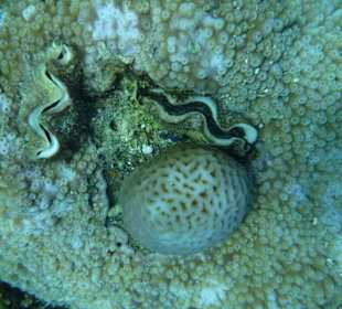 Unterwasserwelt am Riff