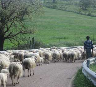 Das ist Leben in den Bergen bei Ollolai