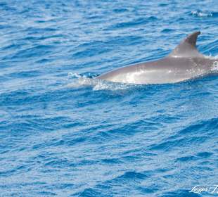 Delfine