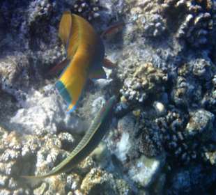 Buckelkopfpapageienfisch und Rotmeer Junkel