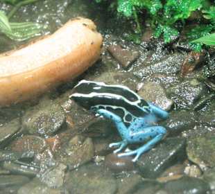 Pfeilgiftfrosch