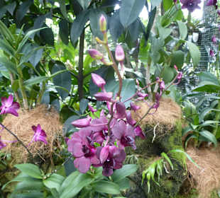 Im Garten der Orchideen