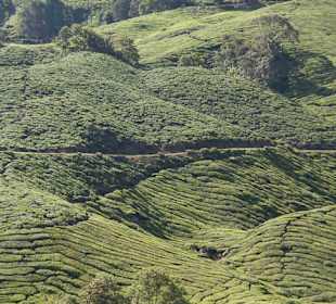 Malownicze widoki na plantacje herbaty
