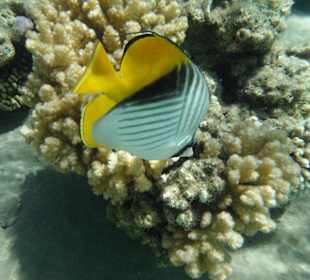 Fähnchenfalterfisch