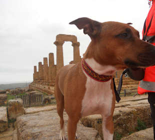 Abeja on tour Tal der Tempel