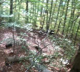 Premiumwanderweg hochgehkeltert Neuffen