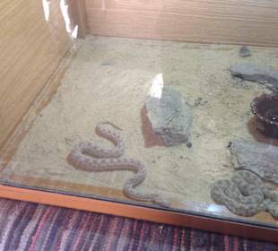 Terrarium der Beduinen
