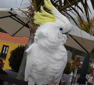 Das ist Paco der Papagei vom Kiosco El Diablo