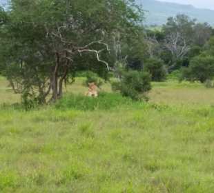 Sarova Salt Lick Game Lodge