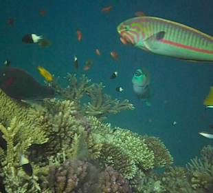 Unterwasserwelt Hausriff