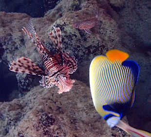 Schnorcheln Hurghada