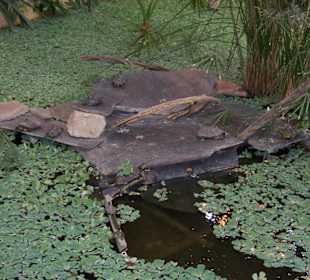 Wasserschildkröten in der Bahnhofshalle