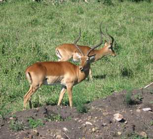 Impalas
