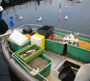 Fangfrischer Fisch vom Kutter
