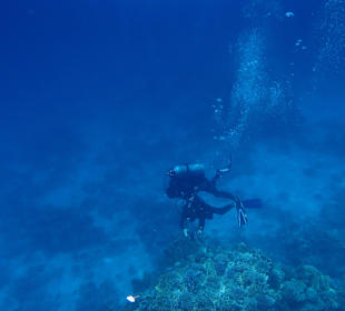 Besuch unter Wasser. Diver