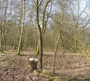 Wunderschöne Boberger Niederung