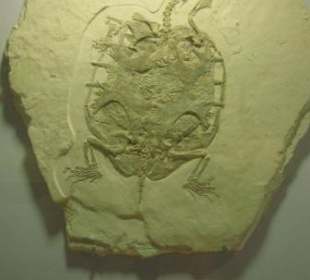 Schildkröte Eurysternum mit Malzeitresten