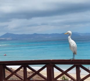 Strand Playa de Esquinzo / Playa de Butihondo 