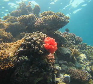 Spanische Tänzerin am Hausriff