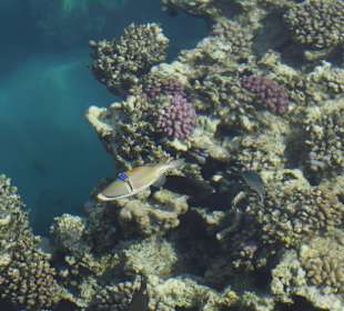 Blick auf die Korallen vom Steg aus