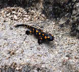 Salamander Almbachklamm