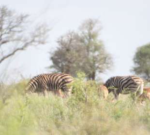 Krüger Park auf eigene Faust erleben
