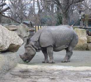 Nashorn im Zoo Schoenbrunn
