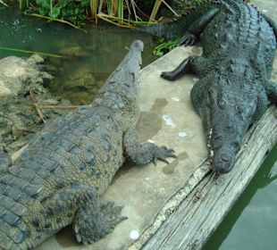 Krokodile