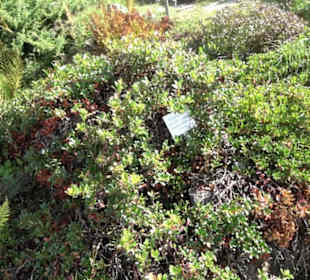 Alpinum